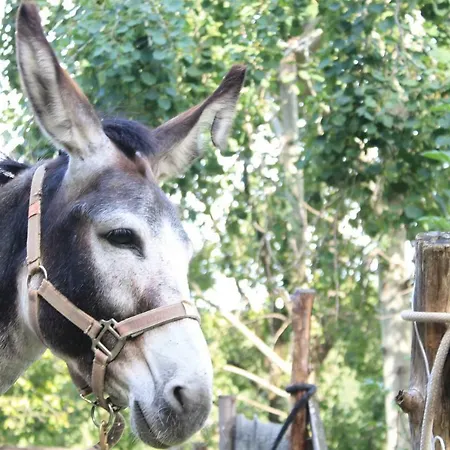 Az Agr. Ronco Albina Farm stay Dolegna del Collio